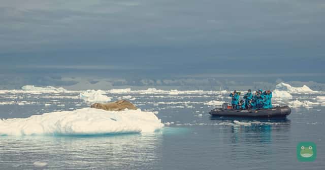 Guests photograph a seal on the ice from a Zodiac in Antarctica's Cierva Cove.