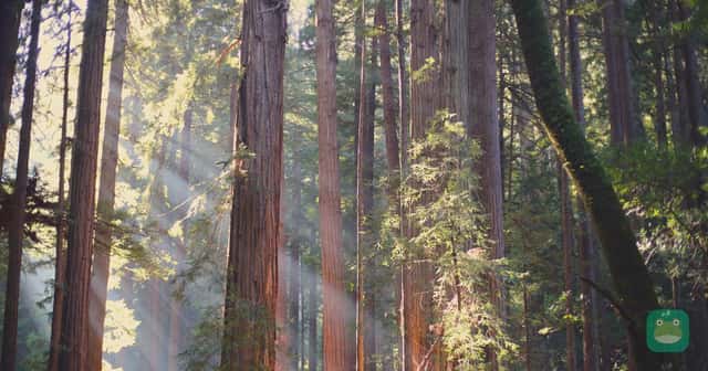 Muir Woods