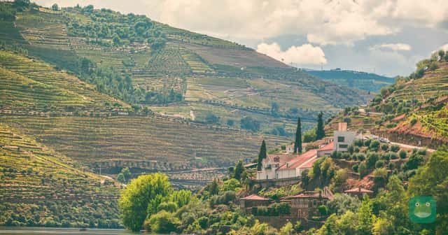 Douro — vineyard terraces above the river at Pinhão, Portugal